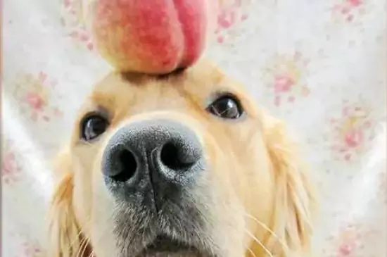 Os cães podem comer pêssegos? Quais são as substâncias nos pêssegos que são boas para os cães?