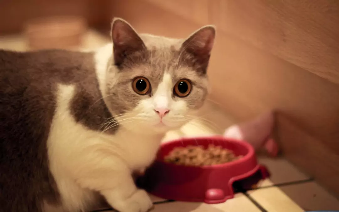 Os gatos podem comer comida de cão? Os perigos da utilização a longo prazo de alimentos para cães para gatos