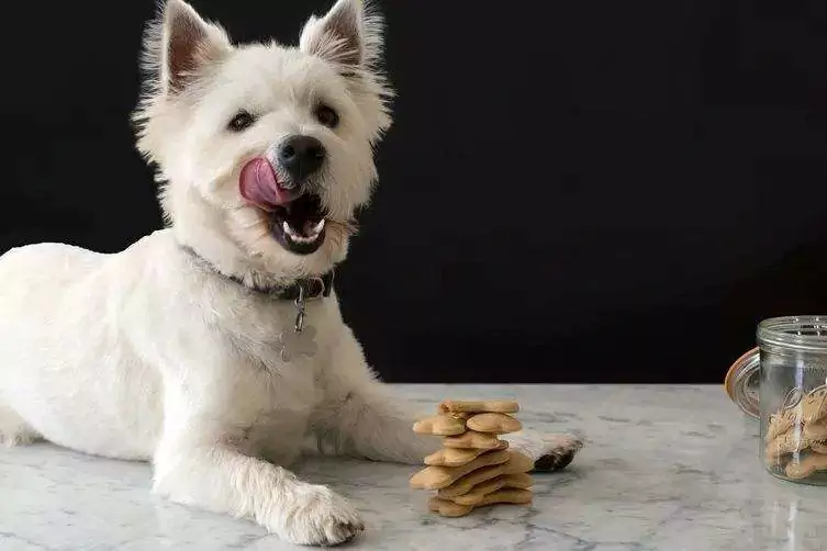 Os cães podem comer amendoins? Precauções para cães que comem amendoins