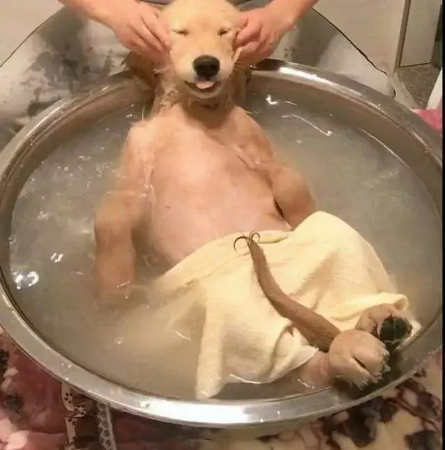 Com que frequência os cães devem ser banhados? Porque é que os cães não devem ser banhados frequentemente?