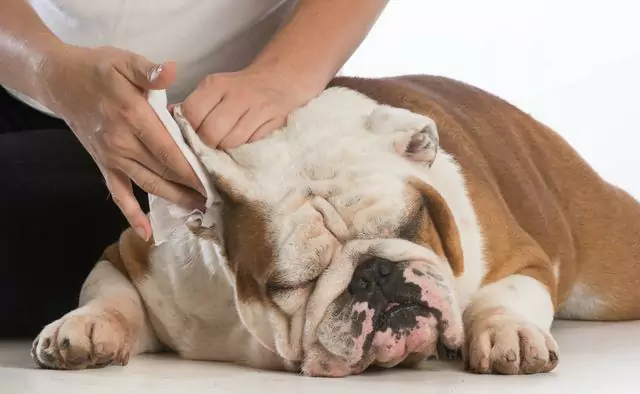 Como limpar os ouvidos do cão? Não limpar as orelhas do seu cão durante um longo período de tempo pode causar um problema que é impensável