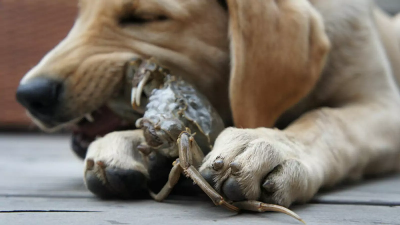 Os cães podem comer caranguejo? Qual é o perigo de os cães comerem caranguejo?
