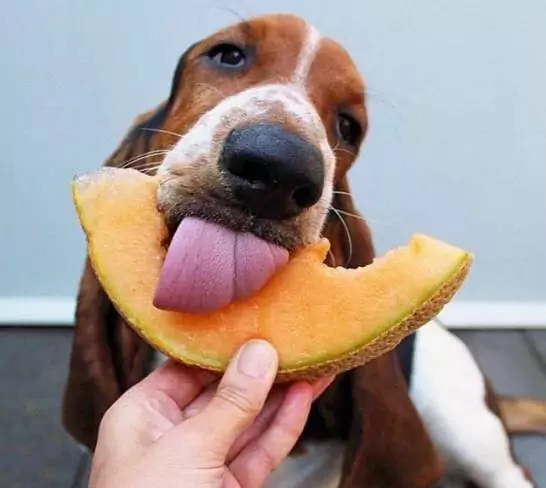 Os cães podem comer melão? Quais são os benefícios do melão para os cães?