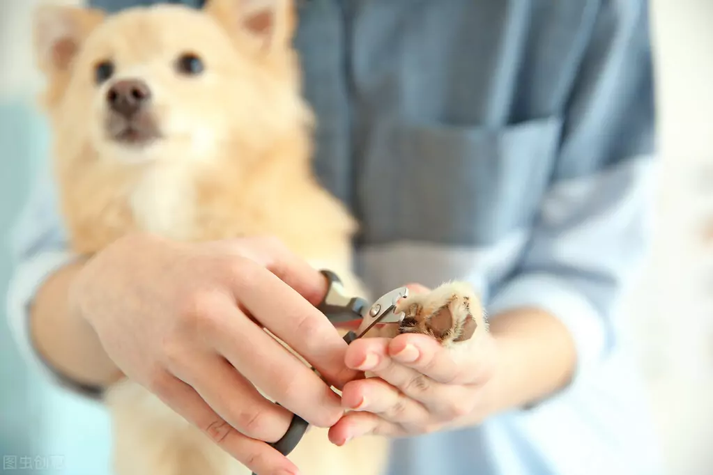 Como cortar unhas de cão? Que perigos podem ser causados por unhas de cão excessivamente compridas?