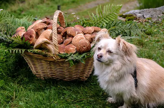 Os cogumelos são tóxicos para os cães? Quais são os sintomas da ingestão acidental de cogumelos