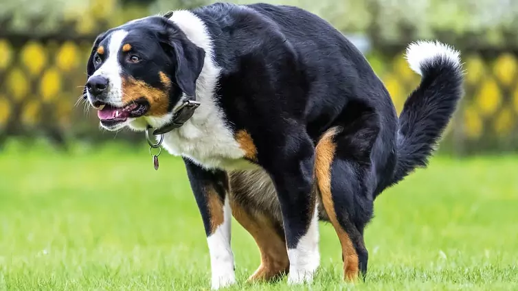 Como ajudar um cão constipado? Os efeitos da obstipação persistente em cães