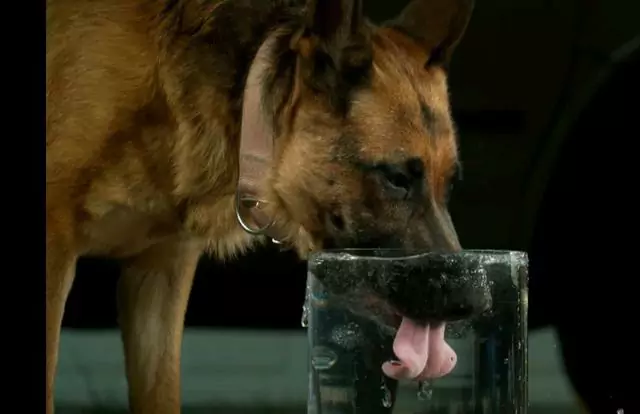 Porque é que o meu cão bebe tanta água? Como é que se considera que um cão bebe demasiada água?
