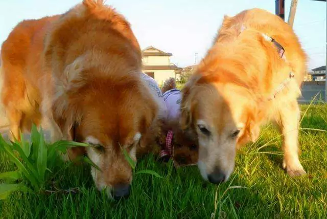 Os cães podem comer erva? Porque é que os cães gostam de comer erva