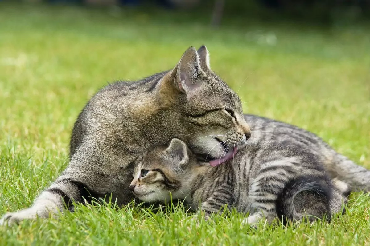 Por que é que os gatos se cuidam uns aos outros?