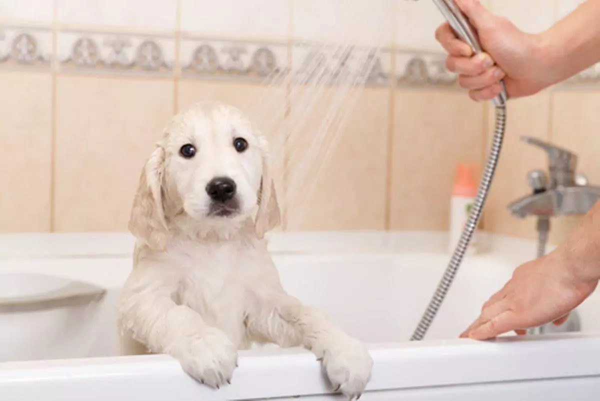 Com que frequência devo dar banho ao meu cão?