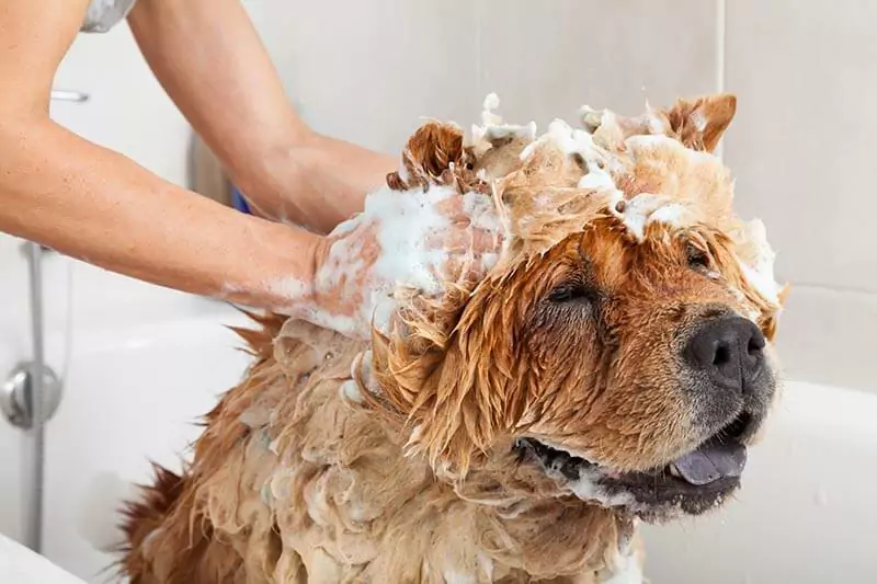 Com que frequência deve lavar o seu cão? O que precisa de ser dito sobre dar banho ao seu cão?