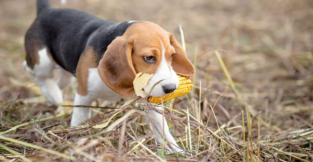 Os cães podem comer milho? Precauções para os cães que comem milho