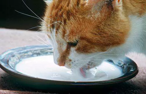 Os gatos podem beber leite? Como escolher o leite em pó para gatos