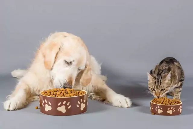 Os cães podem comer comida de gato? Quais são os efeitos de um cão a comer comida para gato durante muito tempo