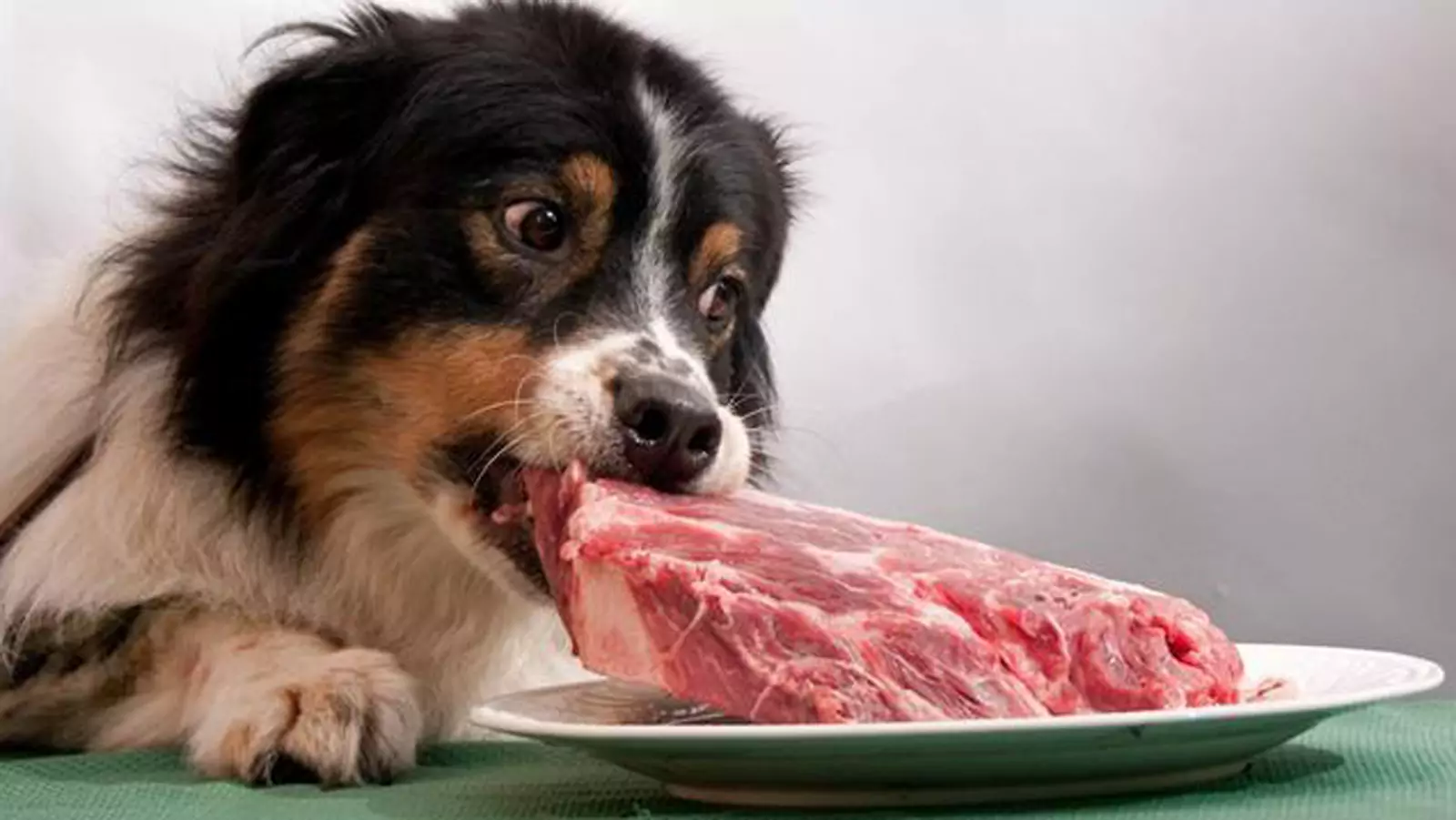 Os cães podem comer carne de porco crua?