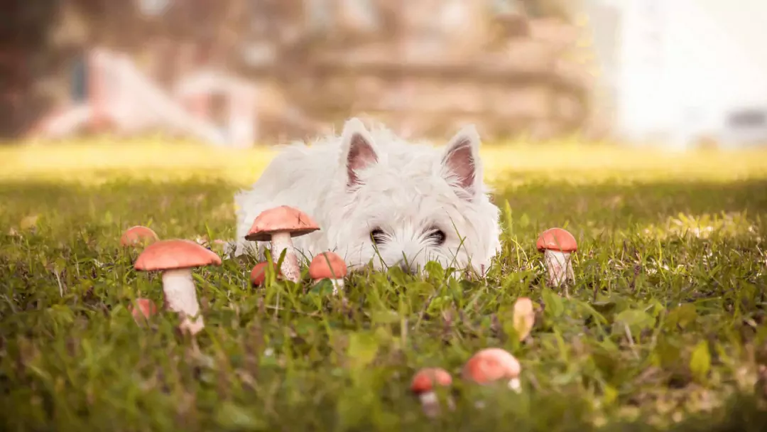 Os cogumelos são maus para os cães? O que fazer e o que não fazer ao alimentar os cães com cogumelos