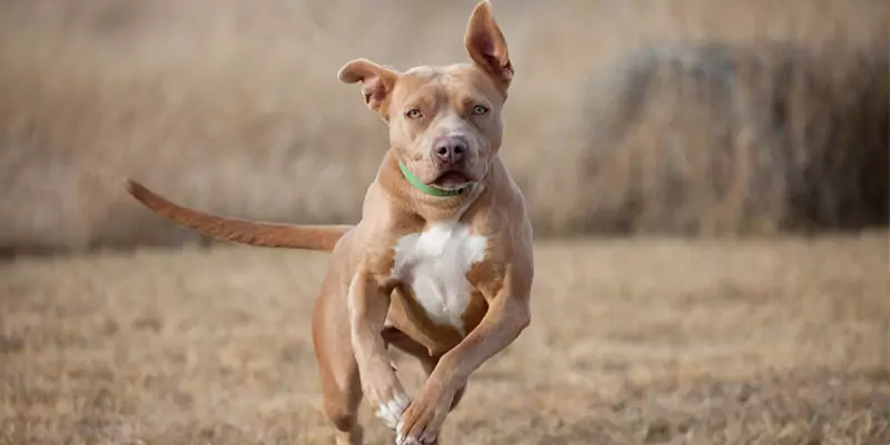 A que velocidade pode um cão correr?