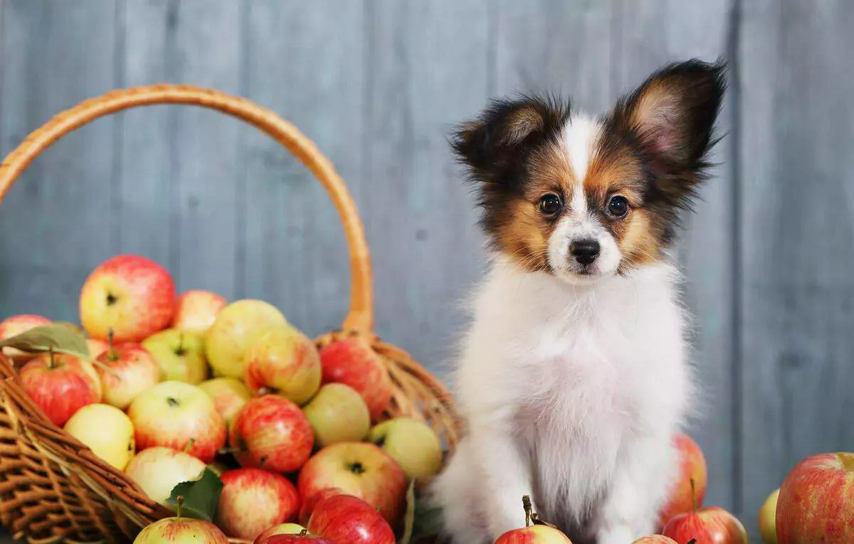 As maçãs são más para os cães? A forma mais segura de dar maçãs aos cães