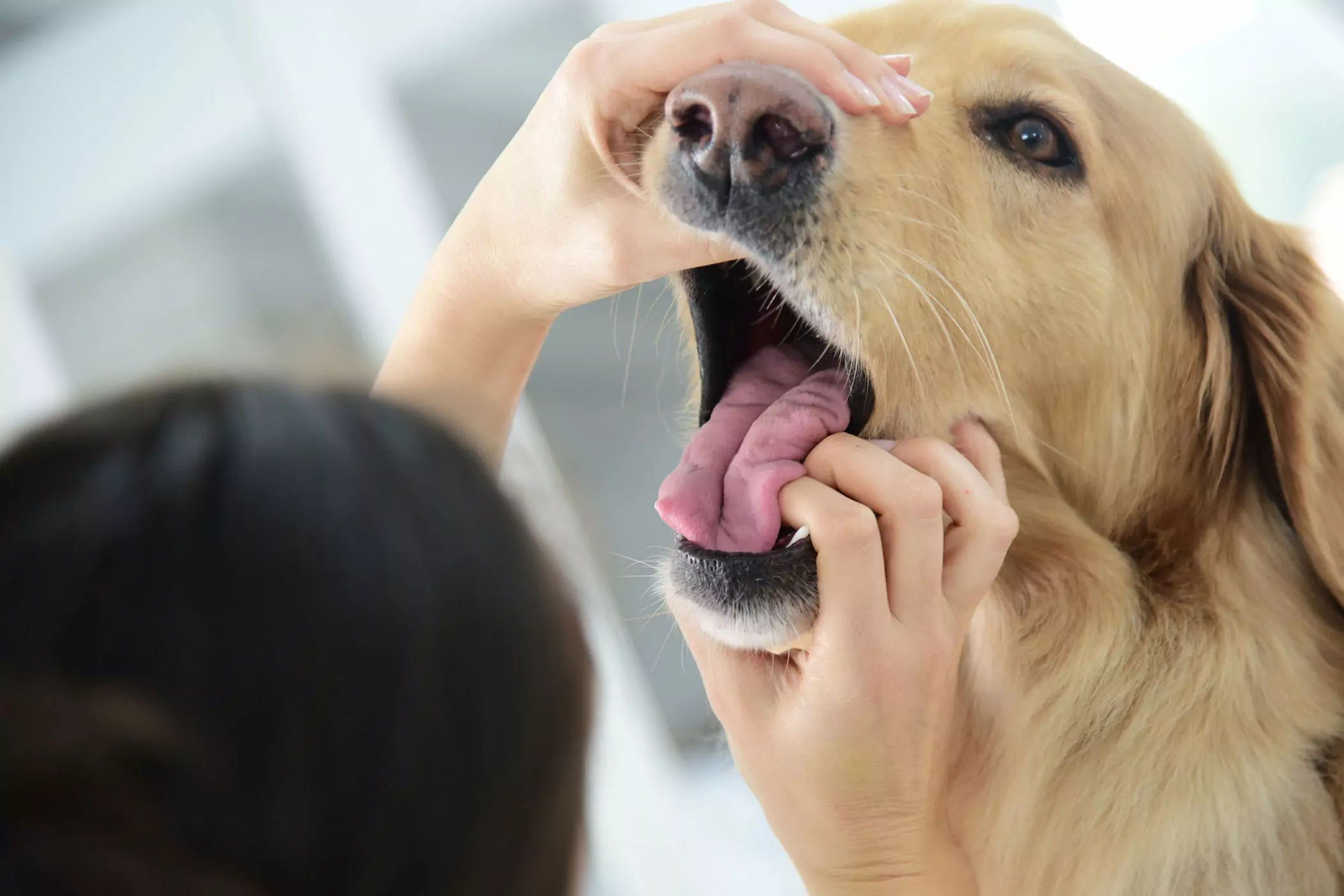 A boca de um cão é mais limpa do que a de um humano? A boca de um cão é mais limpa do que a de um ser humano? Este é um conceito roubado, os dois não são comparáveis