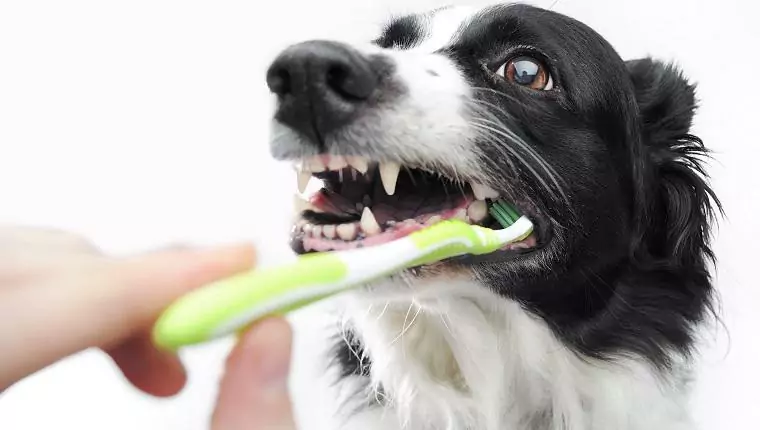 Como limpar os dentes do seu cão? Estas 7 maneiras podem ajudá-lo a limpar os seus dentes