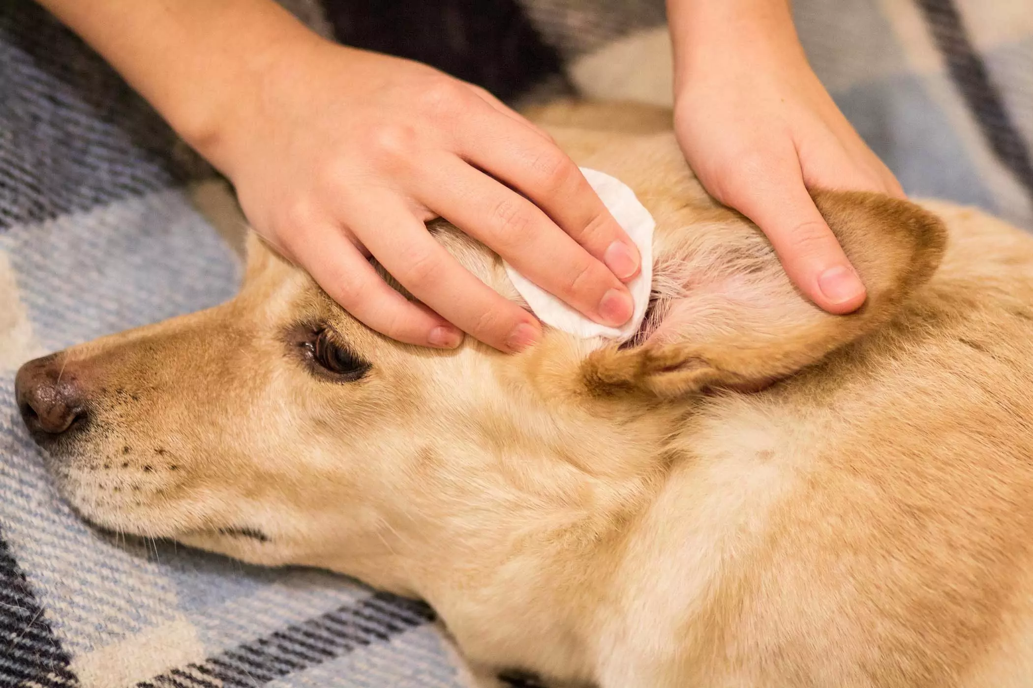 Como limpar as orelhas do seu cão? Então, como limpar correctamente o canal auditivo do seu cão?