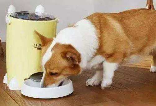 Os cães podem comer nozes? Precauções para os cães que comem nozes