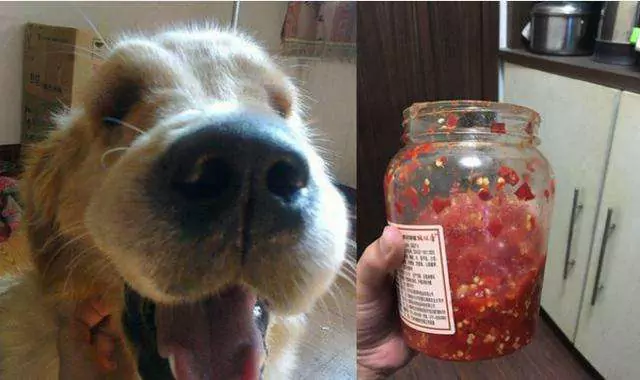 Os cães podem comer pimentas? A reacção dos cães ao comer malaguetas