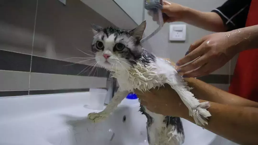Como lavar um gato