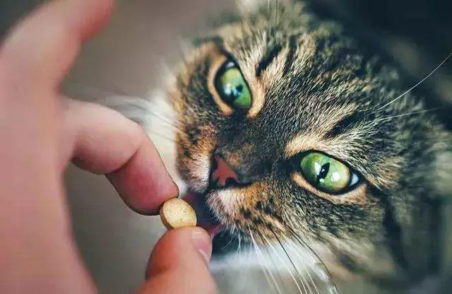 Como dar medicamentos aos gatos? Como dar medicação aos gatos facilmente