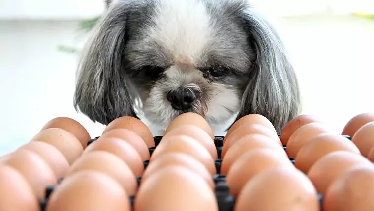 Os cães podem comer ovos? Os cães podem comer claras de ovo? Quais são os benefícios dos ovos para os cães?