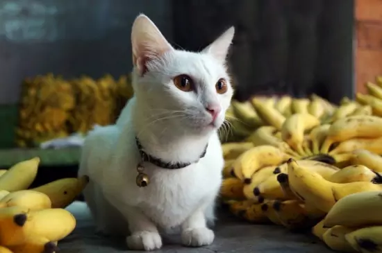 Os gatos podem comer bananas? As vitaminas contidas nas bananas