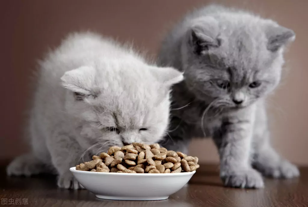 Porque é que o meu gato vomita comida não digerida? Causas do vómito em gatos