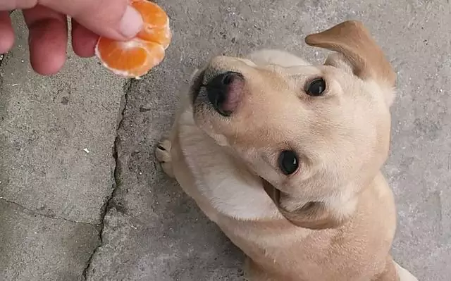 Os cães podem comer laranjas? Quais são os benefícios de comer laranjas para os cães?