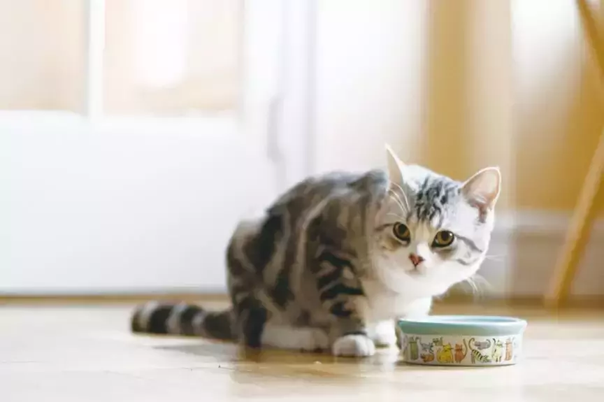 Quanta comida húmida para alimentar o seu gato? Como escolher comida húmida de boa qualidade para gatos?