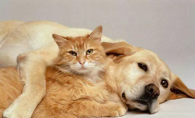 Porque é que um cão é melhor do que um gato? 10 Razões Porque é que ter um cão é melhor do que ter um gato