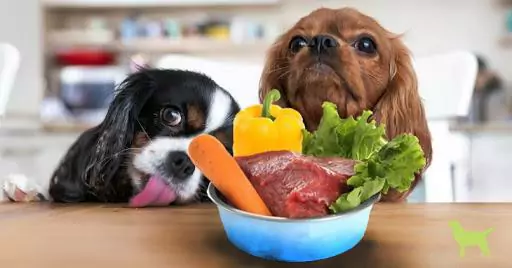Que legumes podem os cães comer? Porque é que os cães precisam de comer vegetais?