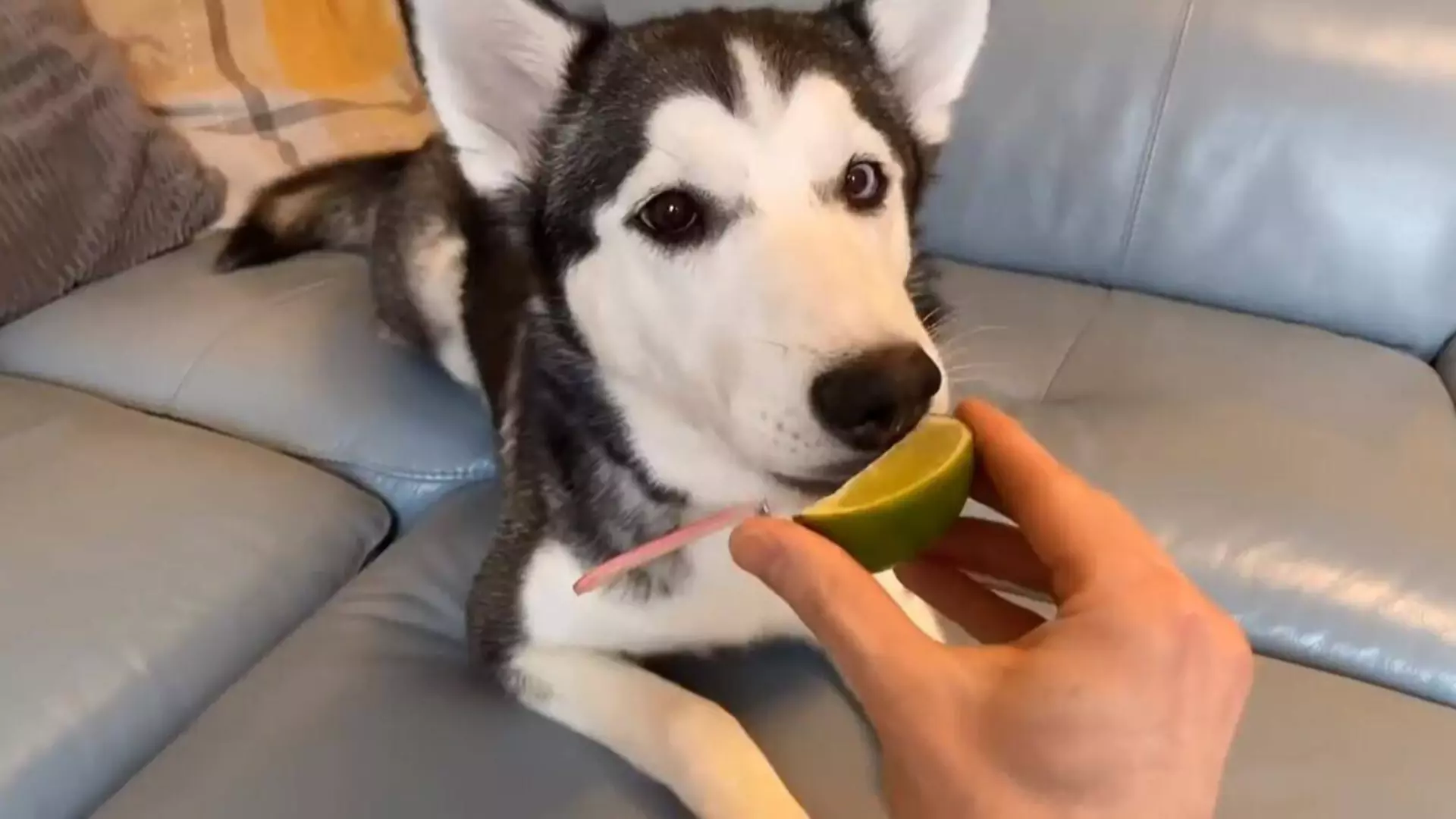 Os cães podem comer limões? Frutos que os cães não devem comer mais de