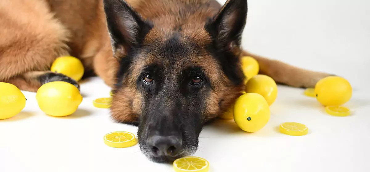 Os cães podem comer limões? Os cães não podem comer limões