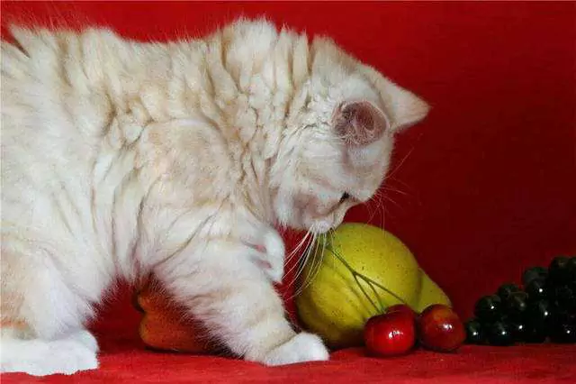 Os gatos podem comer uvas? Porque é que os gatos não podem comer uva?