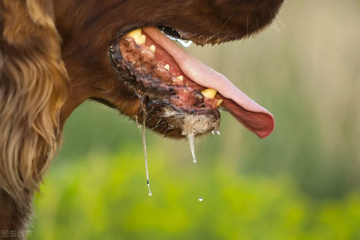 Porque é que os cães salivam?