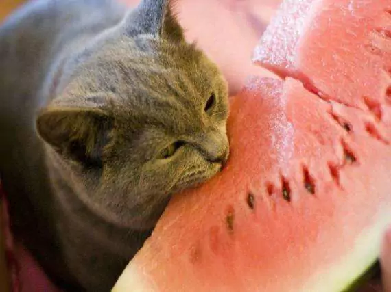 Os gatos podem comer melancia? A melancia é má para os gatos