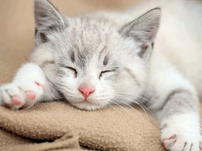 Os gatos apanham constipações? O que é a constipação de um gato?