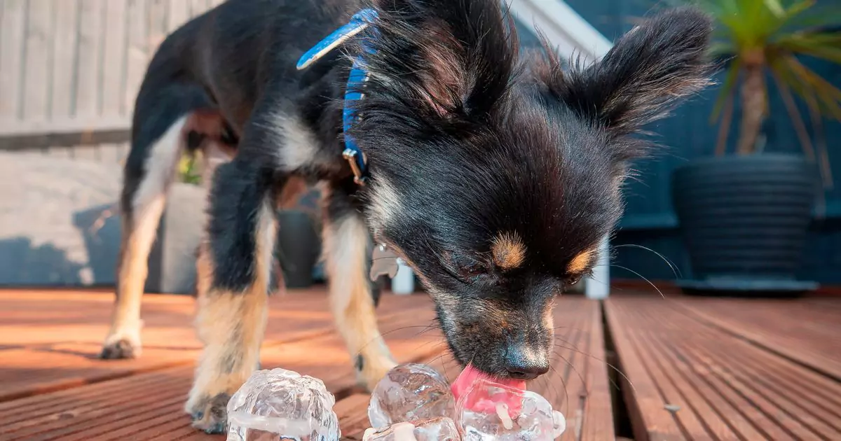 Os cães podem comer ice？Do Os cães gostam de cubos de gelo?