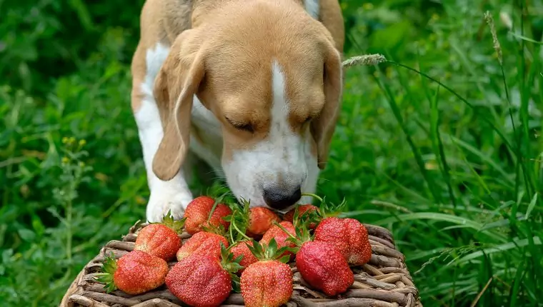 Os morangos são bons para os cães? Quais são os benefícios dos morangos para os cães? Os cachorros podem comer morangos?