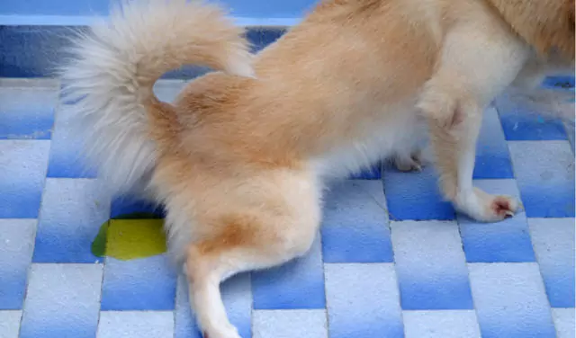 Como tratar infecções do tracto urinário em cães? O que pode causar infecções do tracto urinário em cães?