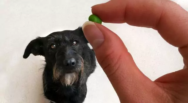 Os cães podem comer feijão verde? Pontos a assinalar quando se dá feijão verde aos cães