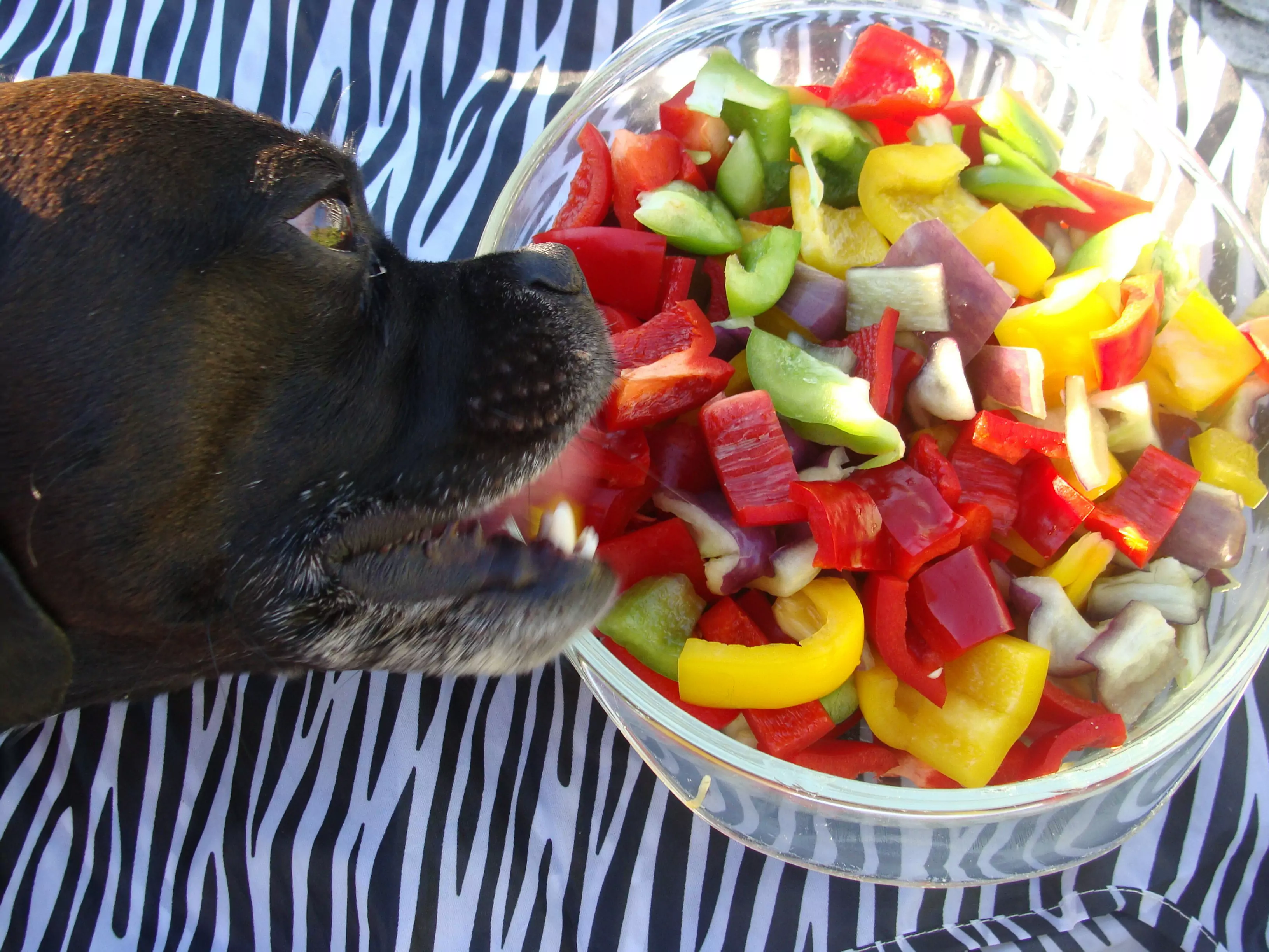 Os cães podem comer pimentas? Os cães comem piripiri como fazer