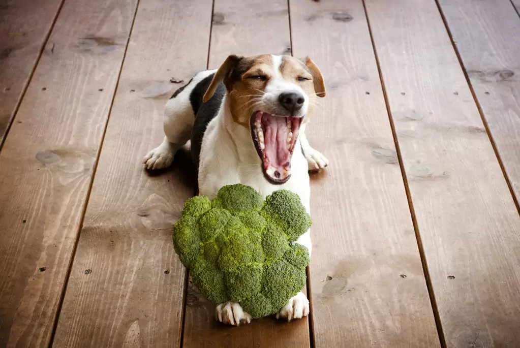Os brócolos são bons para os cães? Os brócolos são bons, mas nem todos são bons e não fazem mal