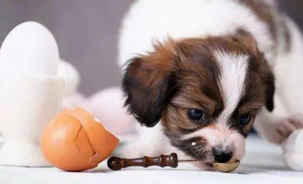 Os cães podem comer ovos crus? O que acontece aos cães quando comem ovos crus
