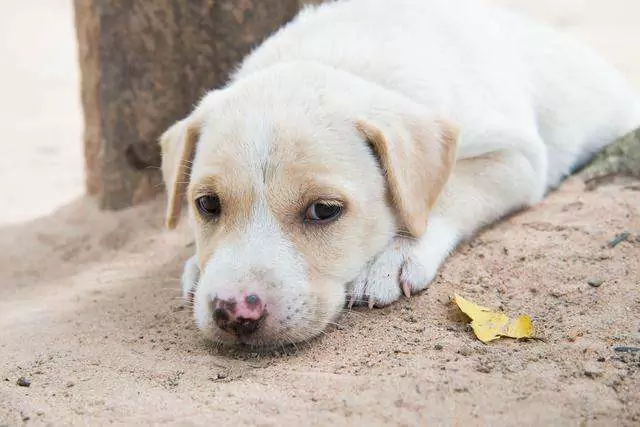 Como ajudar a diarreia canina? O que fazer em relação à diarreia canina